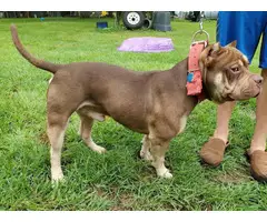 Chocolate Tri / Lilac Tri American Bully Puppies for Sale