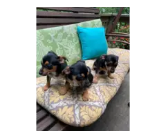 3 Jack Chi Puppies Needing A Great Home