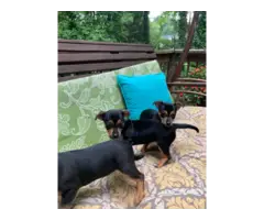 3 Jack Chi Puppies Needing A Great Home - 2