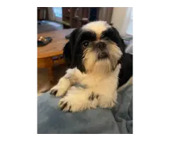 Full blooded  Male Shih Tzu puppy for sale - 2