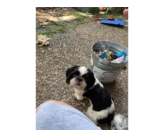 Full blooded  Male Shih Tzu puppy for sale - 4