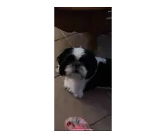 Full blooded  Male Shih Tzu puppy for sale - 6