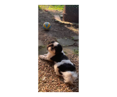 tzu shih blooded huntsville