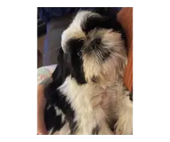 Full blooded  Male Shih Tzu puppy for sale - 8