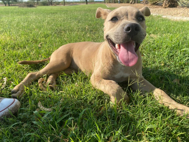 4 months old blue nose pit puppy Gilbert Puppies for