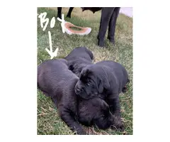3 Mastador puppies for sale - 3