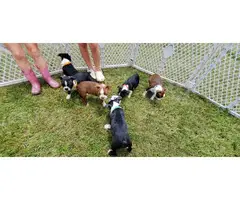 8 weeks old Boston Terrier puppies - 2
