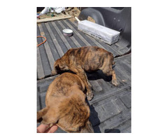 2 Catahula leopard puppies for sale