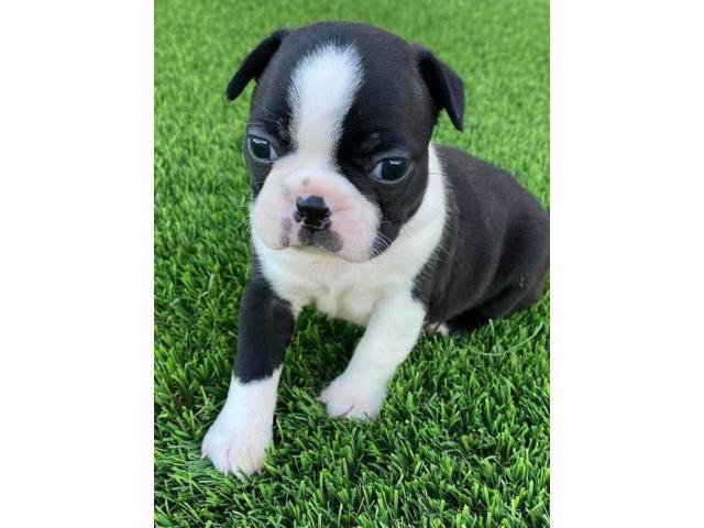 4 Boston Terrier puppies for sale in Gillette, Wyoming ...