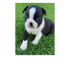 4 Boston Terrier puppies for sale