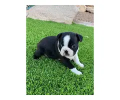 4 Boston Terrier puppies for sale - 2