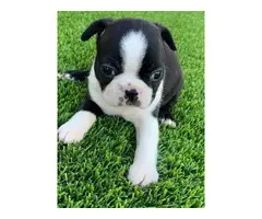 4 Boston Terrier puppies for sale - 3