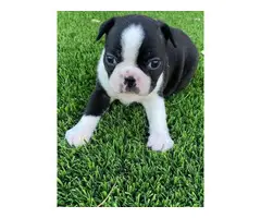 4 Boston Terrier puppies for sale - 4