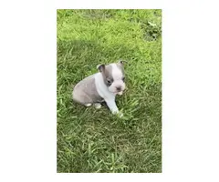 4 Boston Terrier puppies for sale - 6