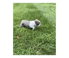4 Boston Terrier puppies for sale - 7