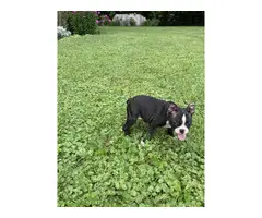 4 Boston Terrier puppies for sale - 8