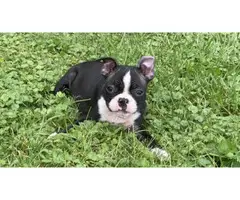 4 Boston Terrier puppies for sale - 9