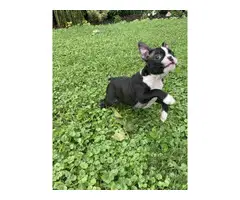 4 Boston Terrier puppies for sale - 11