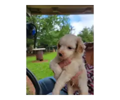 3 Aussiedoodle puppies for sale - 4
