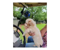 3 Aussiedoodle puppies for sale - 5