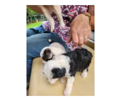 3 Aussiedoodle puppies for sale - 6