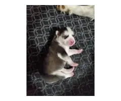 8 Husky puppies for sale