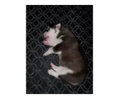 8 Husky puppies for sale - 2