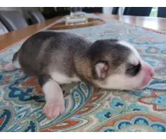 8 Husky puppies for sale - 3