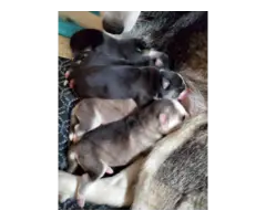8 Husky puppies for sale - 4