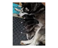 8 Husky puppies for sale - 5