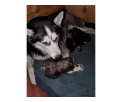8 Husky puppies for sale - 6