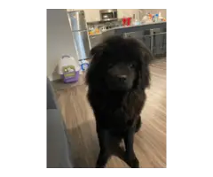 Chow chow male puppy looking for a new home