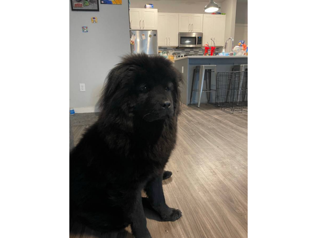 Chow chow male puppy looking for a new home in San Antonio