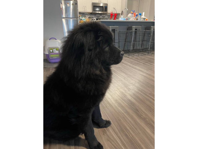 Chow chow male puppy looking for a new home in San Antonio