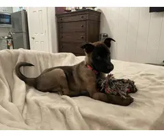 6 Belgian Malinois pups for sale - 3