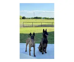 6 Belgian Malinois pups for sale - 5