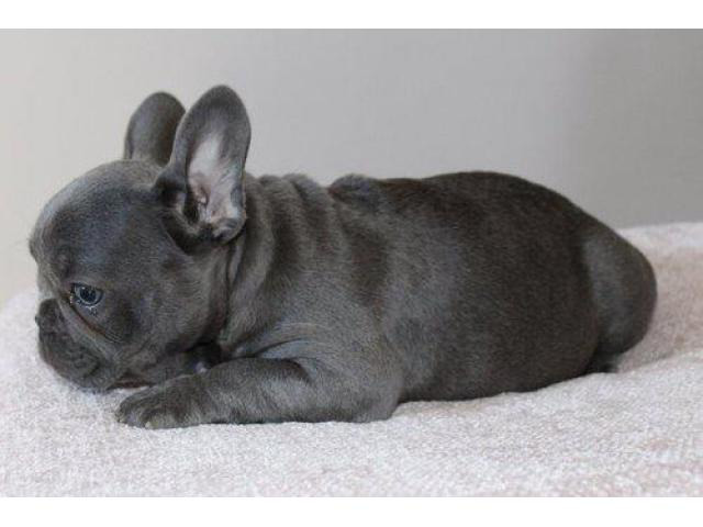 Adorable French bulldog Puppies Modesto Puppies for Sale