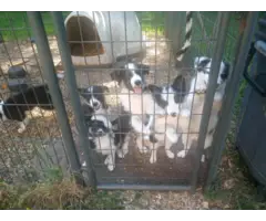 Tricolor Border collie puppies - 4