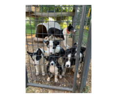 Tricolor Border collie puppies