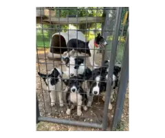 Tricolor Border collie puppies - 6