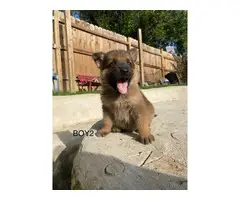 Fully registered German Shepherd puppies - 4