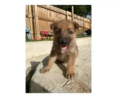 Fully registered German Shepherd puppies - 5