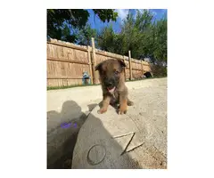 Fully registered German Shepherd puppies - 6