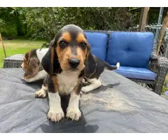 2 male tri-color beagle puppies for sale - 4