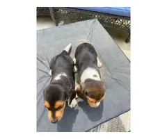 2 male tri-color beagle puppies for sale - 5