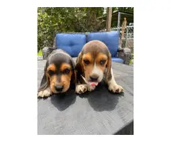 2 male tri-color beagle puppies for sale - 6