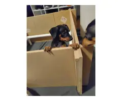 8 weeks old pure bred female Minpin puppy