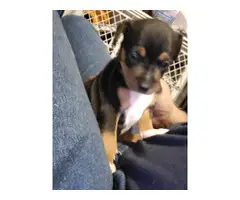 8 weeks old pure bred female Minpin puppy - 3