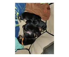 8 weeks old pure bred female Minpin puppy - 4