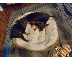 8 weeks old pure bred female Minpin puppy - 5